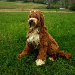 Australian Labradoodle All Grown Up from Cabin Hill Labradoodles