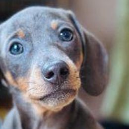 Dachshunds and Rat Terriers from Twin Hickory Ranch