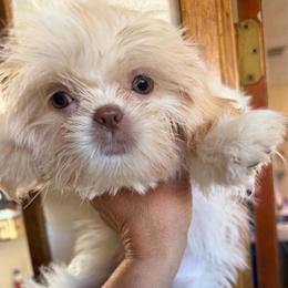 Sweety - Cream and white female Shih Tzu puppy in Victorville, California from RUMBLE n TUMBLE
