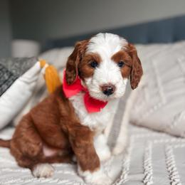 Sierra - Red female Bernedoodle puppy in Weston, Idaho from Berne n Doodles