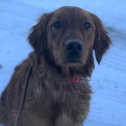 Tipsy - Golden Retriever