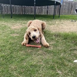 Assorted Doodle Crosses, Bernedoodle, and Labradoodle All Grown Up from Small town doodles & poodles