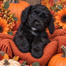 Clark - Superman - Black and white male Cavapoo puppy in Austin, Texas from Haus of Doodles