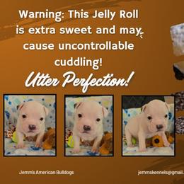 Jelly Roll - White male American Bulldog puppy in Three Rivers, Michigan from Jemms Kennels