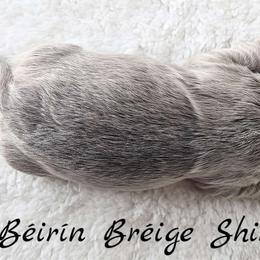 AKC Blue Based Lavender Female - Lilac female Shih Tzu puppy in Middle Grove, New York from Beirin Breige Shih Tzus