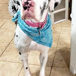 Great Danes from Johnson's Great Danes