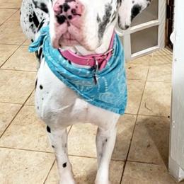 Great Danes from Johnson's Great Danes
