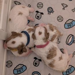 Cavapoo Puppies from Crystal Coast Cavapoodles