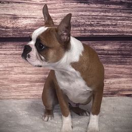 Boy 1 - Red male Boston Terrier puppy in North Carolina from H & H Boston Terriers