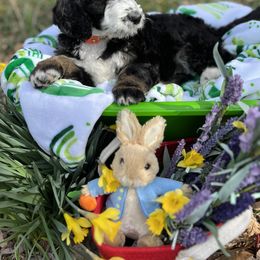 Bernedoodle Puppies from Doodles & Spice