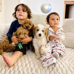 Goldendoodle and Golden Retriever Puppies from BloomingPuppies