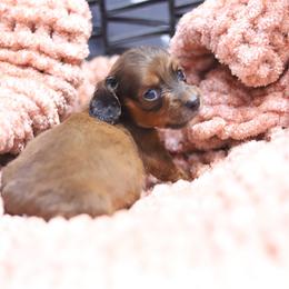 Byrd - Red male Dachshund puppy in Eaton, Ohio from Miniature Alphas Dachshunds