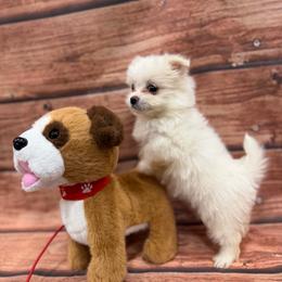 Lena Malchi Girl - White female Maltese puppy in Chariton, Iowa from Mia Lucky Home