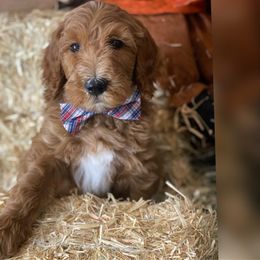 Lime green - Goldendoodle puppy from Cisneros Goldendoodles