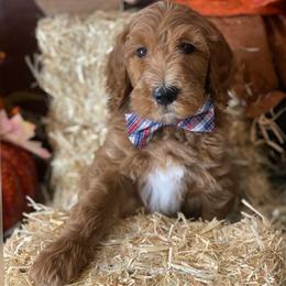 Lime green - Goldendoodle puppy from Cisneros Goldendoodles