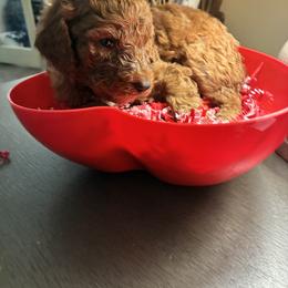 Purple - Red  male Poodle puppy in Summit, Mississippi from poodles and doodles llc