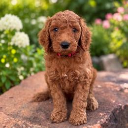 Cash - Red  male Goldendoodle puppy in Wharton, Texas from Little Fur Friends