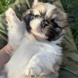 Pekingese Puppies from Northridge Pekingese