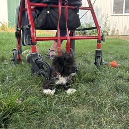 Aussiedoodle, Miniature Australian Shepherd, Poodle, and Toy Australian Shepherd Puppies from Mowry Creek Mini Aussiedoodles and More