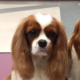 Josie - Cavalier King Charles Spaniel