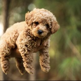 Poodle Puppies from Emerald Mini Poodles