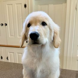 Einar - Light golden Golden Retriever puppy in Michigan from Cider Ash Goldens
