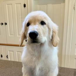 Einar - Light golden Golden Retriever puppy in Michigan from Cider Ash Goldens