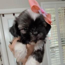 Girl 3 - Liver and white female Shih Tzu puppy in Seguin, Texas from Dolled Up Shih Tzus