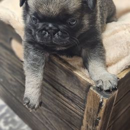 Green collar - Fawn male Pug puppy in Sultan, Washington from Pawsome Pug Companions