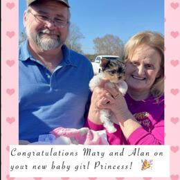 Biewer Terrier and Yorkshire Terrier Puppies from Southeast Biewers