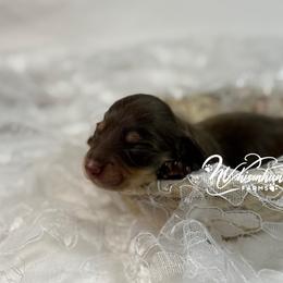 Choc n cream 2 - Chocolate and cream female Dachshund puppy in Nashville, Arkansas from Whisenhunt Farms