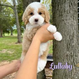 Lullaby - Yellow and white female Bernedoodle puppy in Mount Vernon, Missouri from PoodlelyDoodlely
