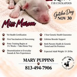 Mr Maroon - Buff and white male Cockapoo puppy in Tampa, Florida from Mary Puppins