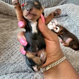 Traditional - Black and tan female Yorkshire Terrier puppy in Richmond, Virginia from Kizzie's Yorkies