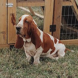 Big Sarge  - Basset Hound