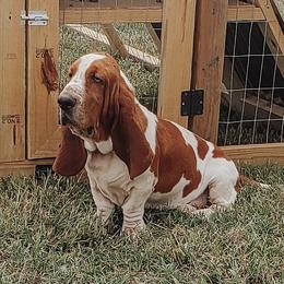 Big Sarge  - Basset Hound