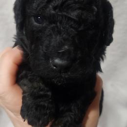 KLAUS - Black tri-color male Aussiedoodle puppy in Powder Springs, Georgia from My Classy Doodles