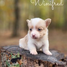 Winifred - Sable merle and white female American Corgi puppy in Cameron, North Carolina from Butts Family Corgis