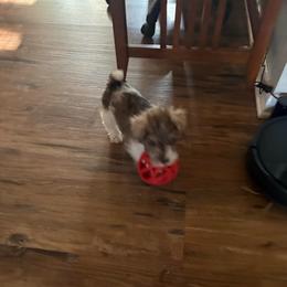 Isla - Parti female Miniature Schnauzer puppy in Dunlap, Tennessee from Beards of Glory
