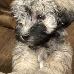 Havanese Puppies from Missing Creek Ranch