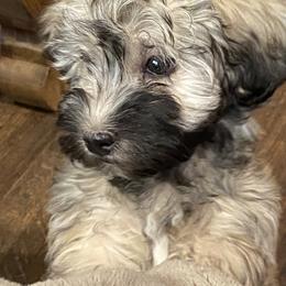 Havanese Puppies from Missing Creek Ranch
