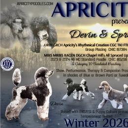 Poodle puppies from Apricity Poodles