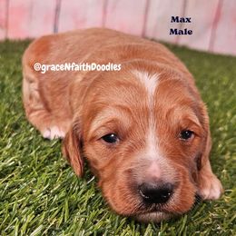 Max - Red  male Goldendoodle puppy in Peytno, Colorado from Grace N Faith Doodles