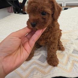Tom - Red  male Poodle puppy in Corona, California from Poodle house CA