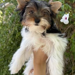 Izzy - Black tan and white female Biewer Terrier puppy in Temecula, California from Biewer & Maltese Puppies