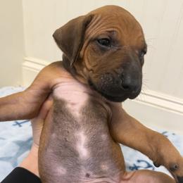 Jet - Rd whtn blk nose male Rhodesian Ridgeback puppy in Montgomery, Texas from Timber Ridge Kennels