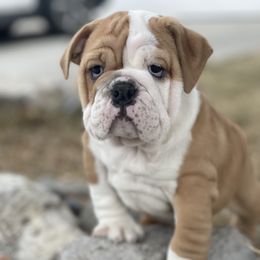 Bulldog and French Bulldog Puppies from Silver State Bulldogs