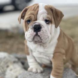 Bulldog and French Bulldog Puppies from Silver State Bulldogs