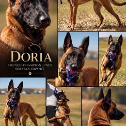 Doria - Belgian Malinois