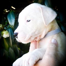Grey collar- 'Eventus' - White male Dogo Argentino puppy in San Diego, California from Debonair Dogos